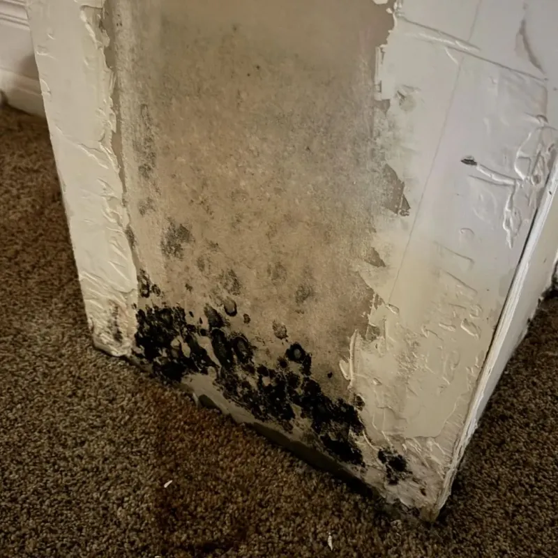 Professional Mold Removal in Menard, TX